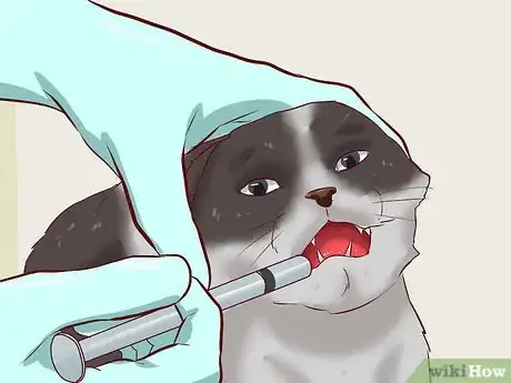 Image intitulée Cure a Cat of Constipation Step 10