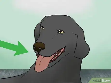Image intitulée Keep a Dog Calm During Fireworks Step 8