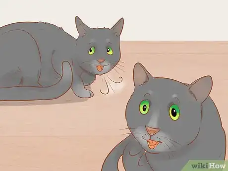 Image intitulée Know if Your Cat Is Sick Step 11