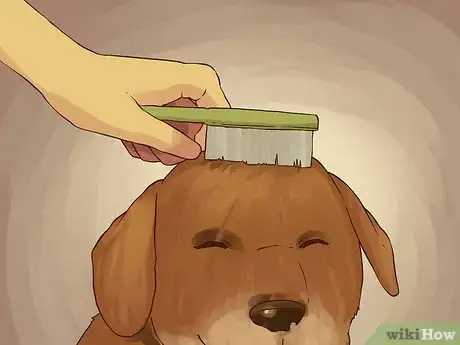 Image intitulée Give a Small Dog a Bath Step 17