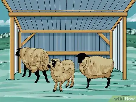 Image intitulée Care for Sheep Step 1