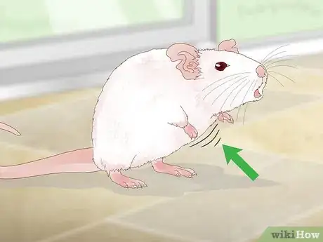 Image intitulée Treat Respiratory Disease in Rats Step 4