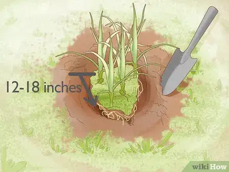 Image intitulée Get Rid of Nutgrass Step 4