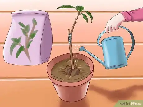 Image intitulée Grow Avocados Step 18