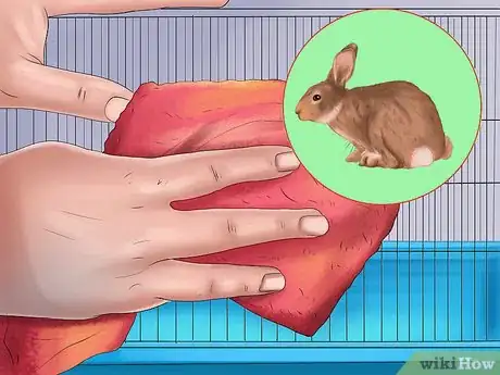 Image intitulée Treat Snuffles (Pasteurella) in Rabbits Step 12