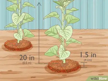 Image intitulée Grow Sunflowers Step 12