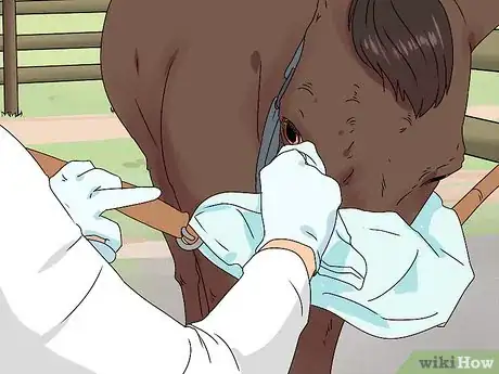 Image intitulée Treat Horse Eye Problems Step 8