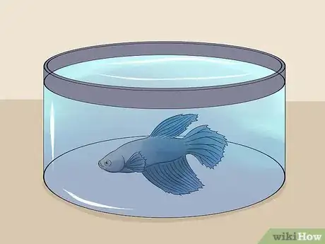 Image intitulée Save a Dying Betta Fish Step 30