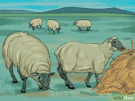 Image intitulée Care for Sheep Step 6