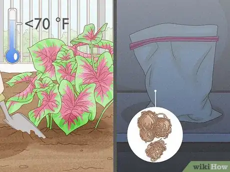 Image intitulée Grow Caladiums Step 8