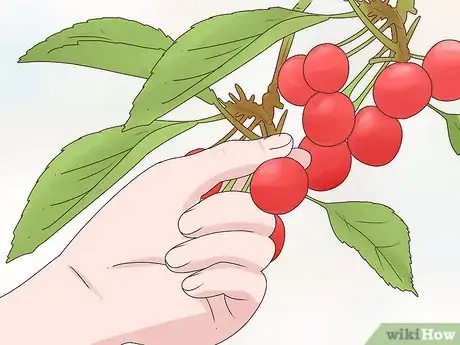 Image intitulée Grow Cherries Step 24