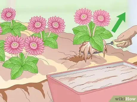 Image intitulée Grow Gerbera Daisies Step 17