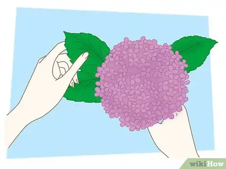 Image intitulée Dry Hydrangeas Step 9