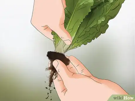 Image intitulée Harvest Romaine Lettuce Step 5
