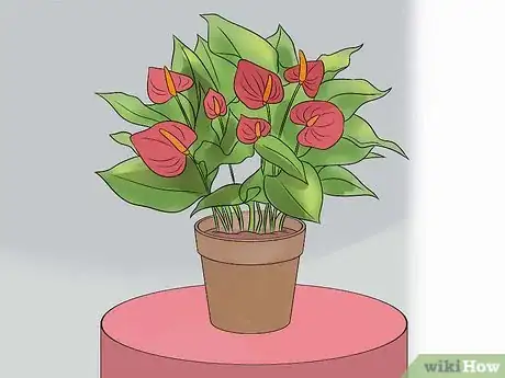 Image intitulée Grow Anthurium Plants Step 3