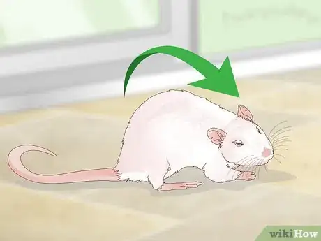 Image intitulée Treat Respiratory Disease in Rats Step 8