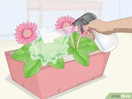 Image intitulée Grow Gerbera Daisies Step 19