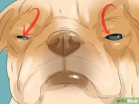 Image intitulée Treat Eye Problems in Pugs Step 5