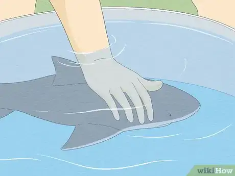 Image intitulée Get over Your Fear of Sharks Step 12