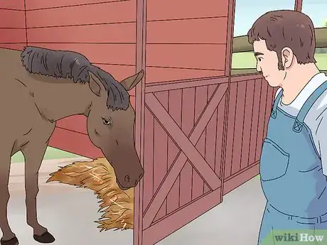 Image intitulée Treat Horse Eye Problems Step 9