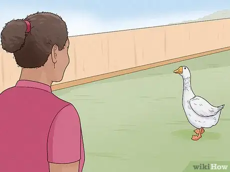Image intitulée Stop a Goose Attack Step 7
