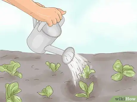 Image intitulée Plant Lettuce Step 13