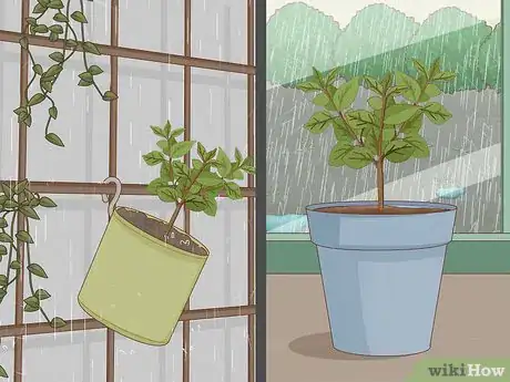 Image intitulée Care for a Lemon Tree Step 10