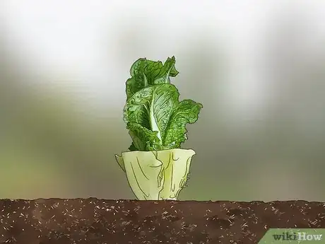 Image intitulée Harvest Romaine Lettuce Step 3