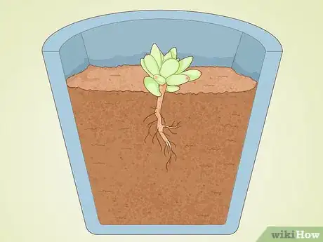 Image intitulée Propagate Succulent Plant Cuttings Step 15