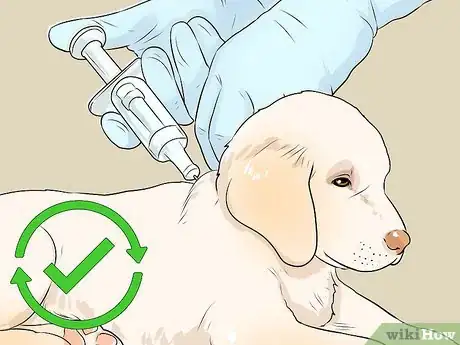 Image intitulée Treat a Dog with a Cold Step 12