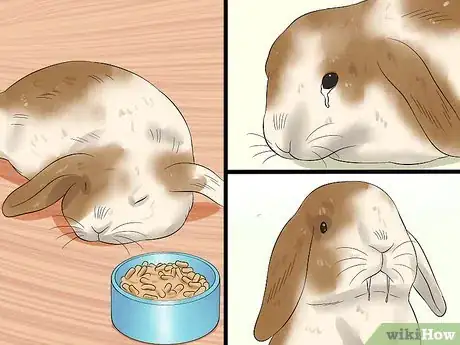 Image intitulée Care for Holland Lop Rabbits Step 18