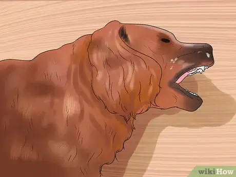 Image intitulée Help a Dog Who Has Canine Epilepsy Step 11