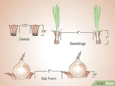 Image intitulée Grow Sweet Onions Step 6