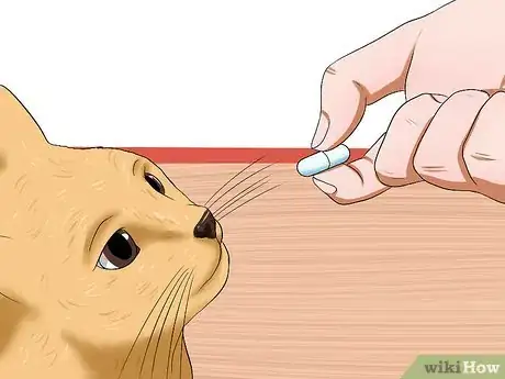 Image intitulée Prepare a Cat for Air Travel Step 13