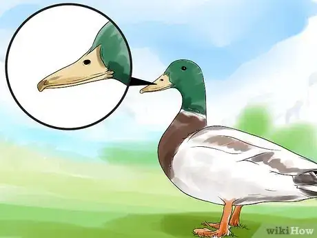 Image intitulée Tell the Difference Between Male and Female Ducks Step 2