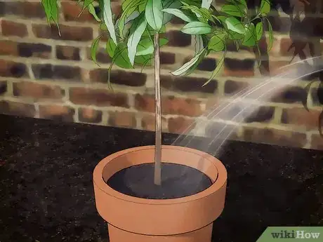Image intitulée Grow an Avocado Tree Step 13