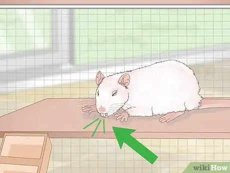 Image intitulée Treat Respiratory Disease in Rats Step 2
