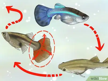 Image intitulée Find Out if Your Guppy Is Pregnant Step 6
