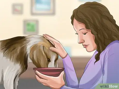 Image intitulée Treat Canine Stroke Step 7