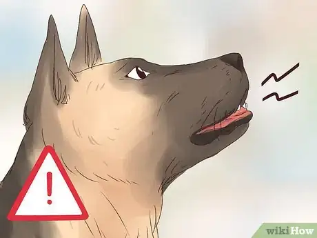 Image intitulée Stop a Dog from Eating Too Fast Step 12