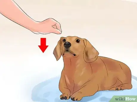 Image intitulée Teach Your Dog to Play Dead on Command Step 5