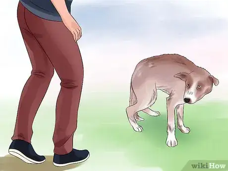 Image intitulée Approach a Shy or Fearful Dog Step 5