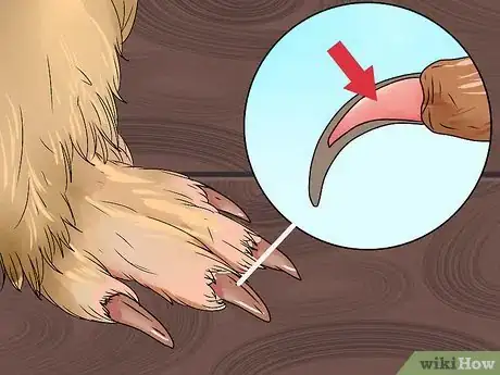 Image intitulée Cut Guinea Pig Claws Step 12