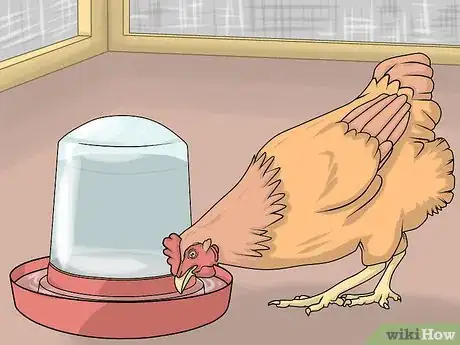 Image intitulée Take Care of Chickens Step 20