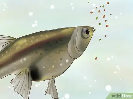 Image intitulée Find Out if Your Guppy Is Pregnant Step 9