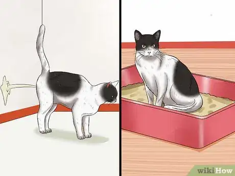 Image intitulée Stop a Male Cat from Spraying Step 1