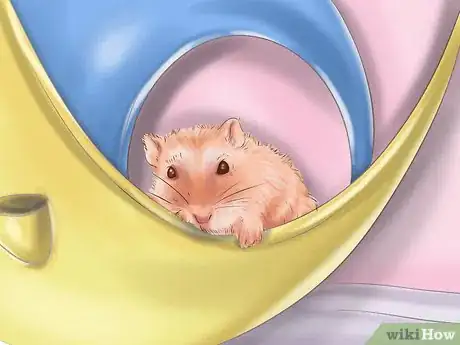 Image intitulée Care for Roborovski Hamsters Step 20