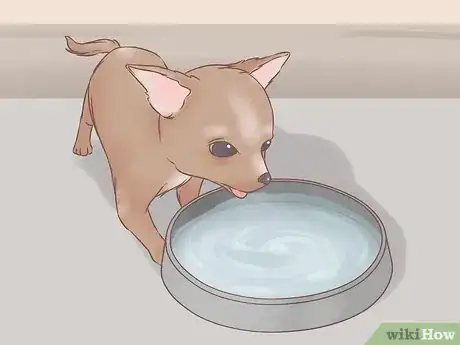Image intitulée Care for Your Chihuahua Puppy Step 3
