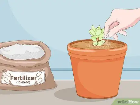 Image intitulée Propagate Succulent Plant Cuttings Step 16