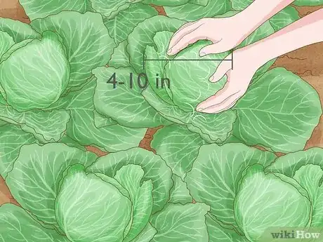 Image intitulée Plant Cabbage Step 14